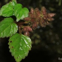 Pogostemon hirsutus Benth.